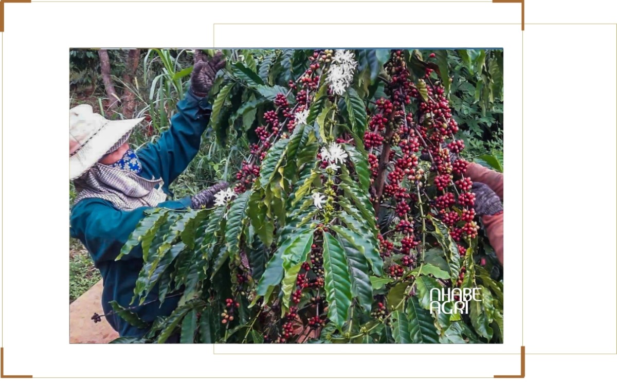 Giá cà phê tăng mạnh do biến động nguồn cung