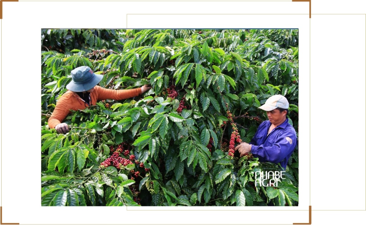 Giá cà phê tăng mạnh do biến động nguồn cung tin mới