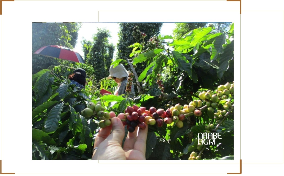 Giá cà phê tăng mạnh