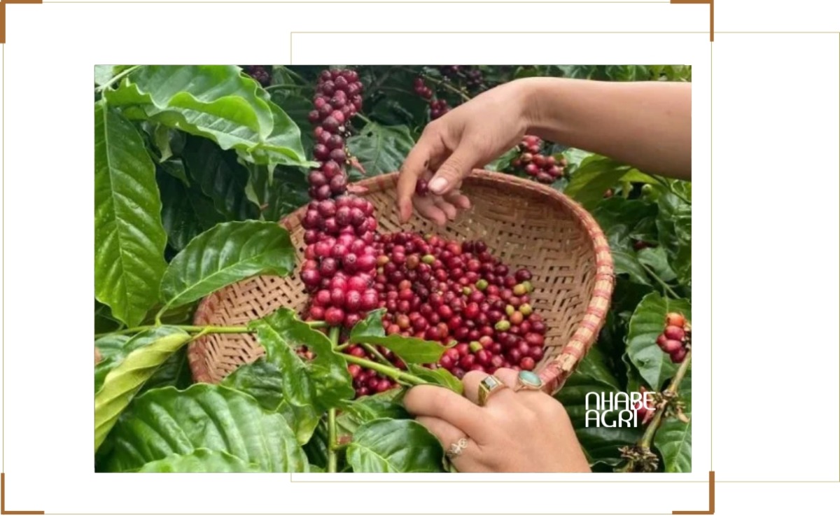 tin Giá cà phê tăng mạnh