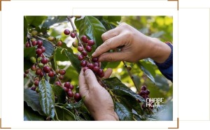 cập nhật Giá cà phê tăng mạnh