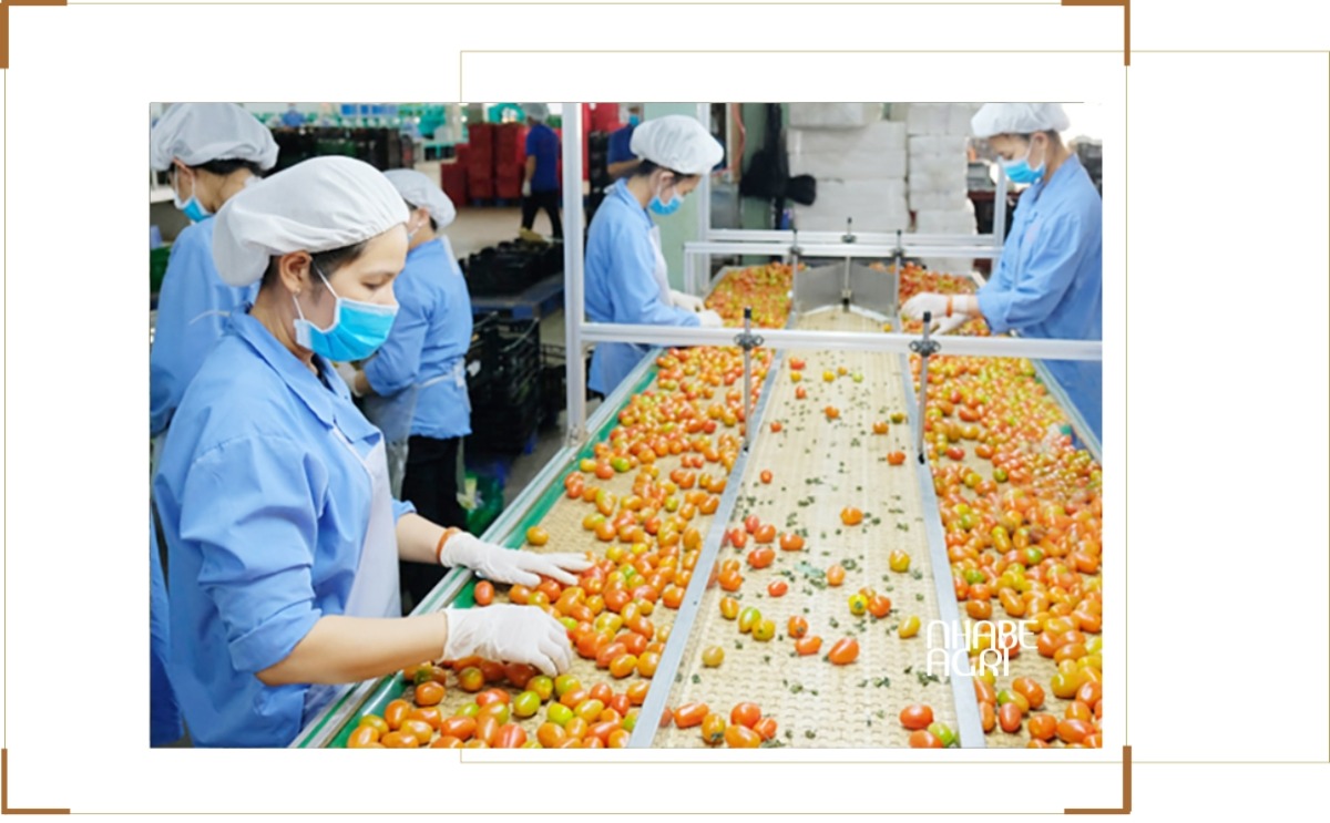 thị trường xuát khẩu nông sản nam nay