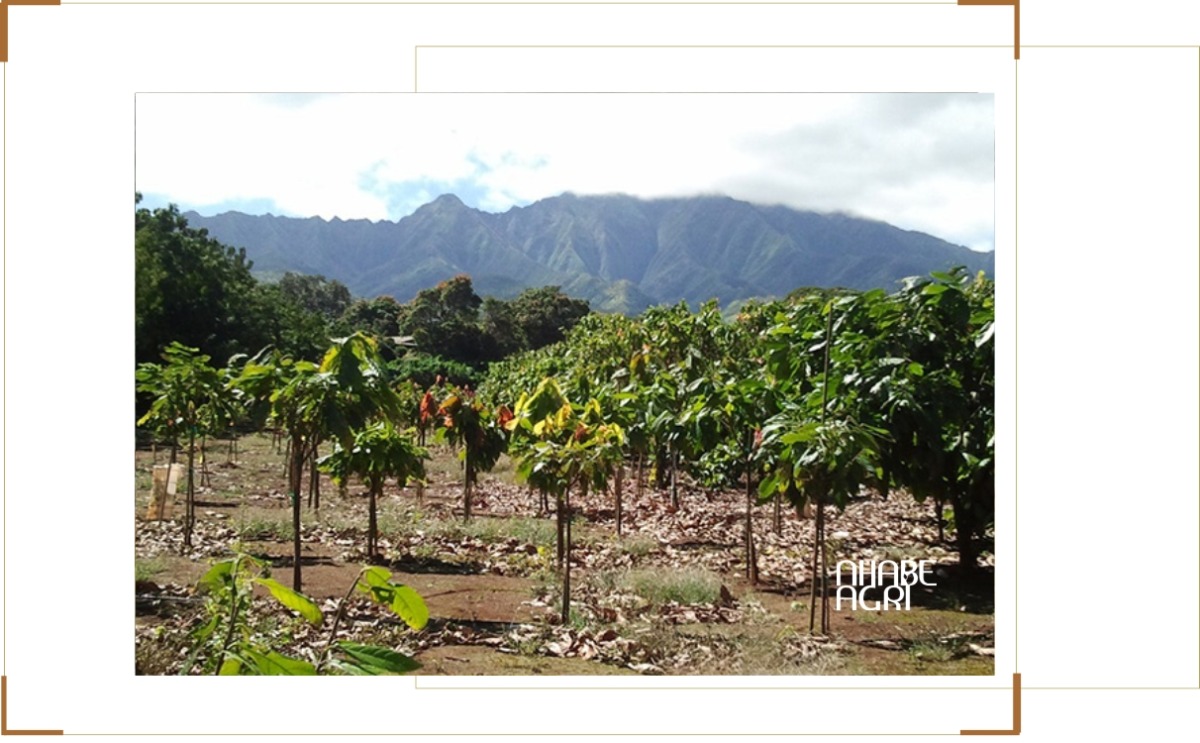 Kỹ Thuật Trồng Cacao Hiệu Quả: Quy Trình Canh Tác Và Chăm Sóc Cây Cacao 1 kỹ thuật trồng cacao