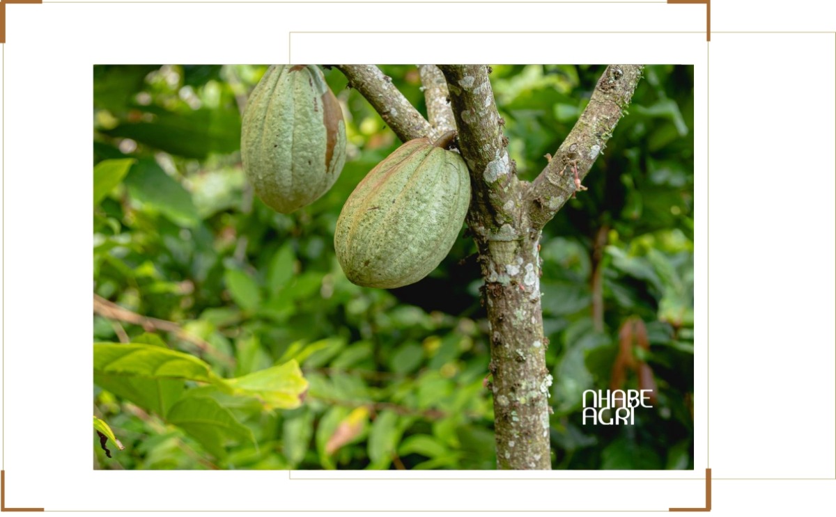 kỹ thuật trồng cacao 2026