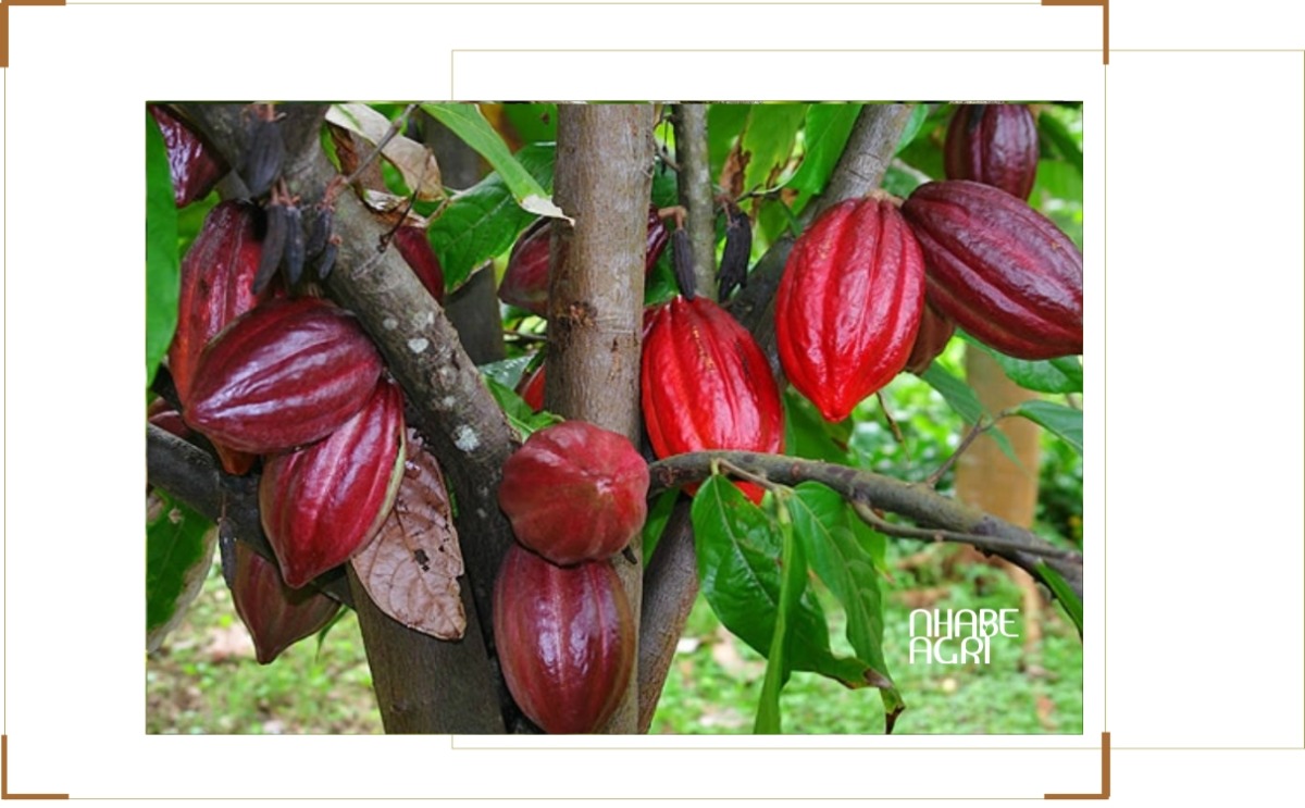 kỹ thuật trồng cacao mới nhất