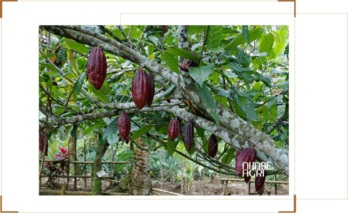 kỹ thuật trồng cacao tin mới