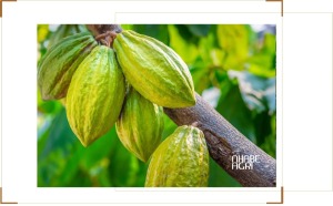 kỹ thuật trồng cacao chi tiết