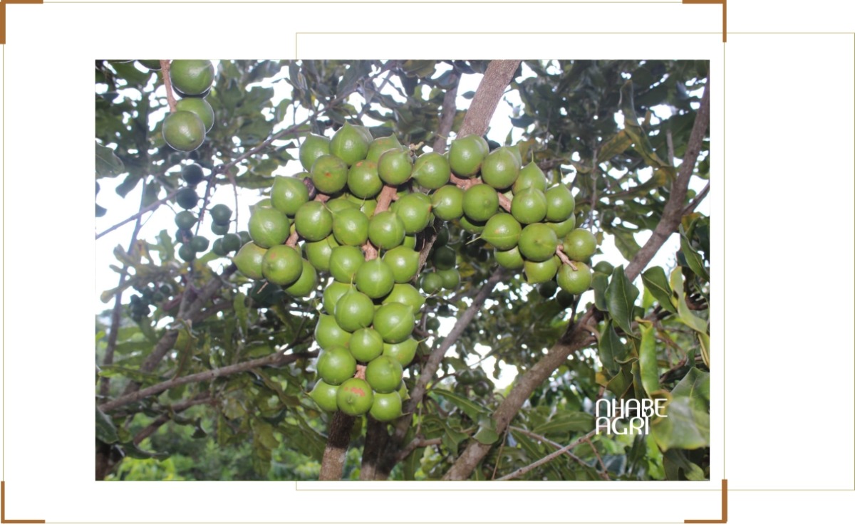 kỹ thuật trồng mắc ca mới nhất