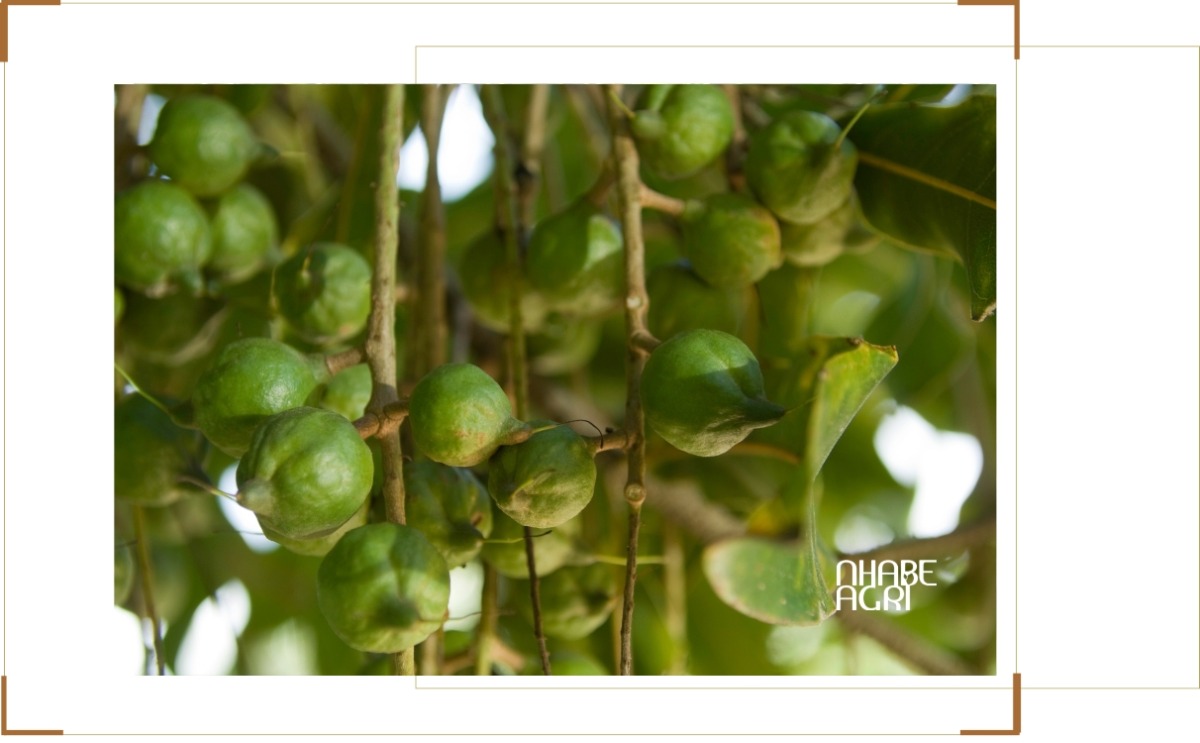 kỹ thuật trồng mắc ca mới nhất 2026