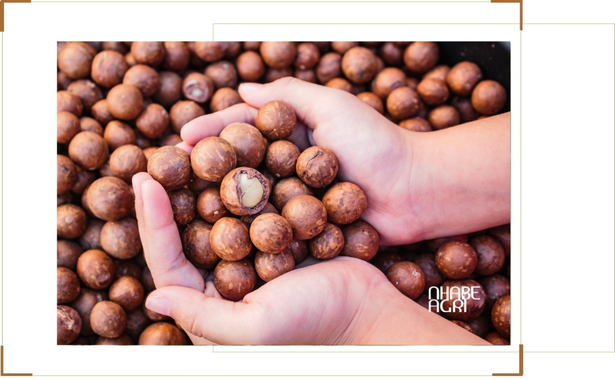 kỹ thuật trồng mắc ca mới nhất tin mới