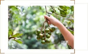 kỹ thuật trồng mắc ca mới