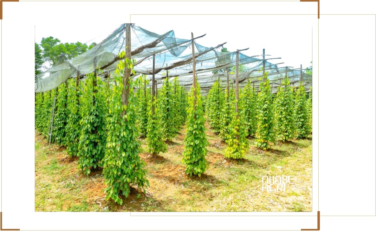 kỹ thuật trồng hồ tiêu