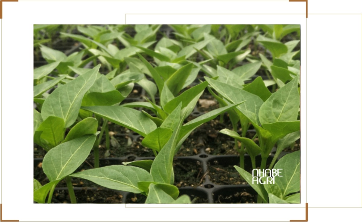 kỹ thuật trồng hồ tiêu 2026