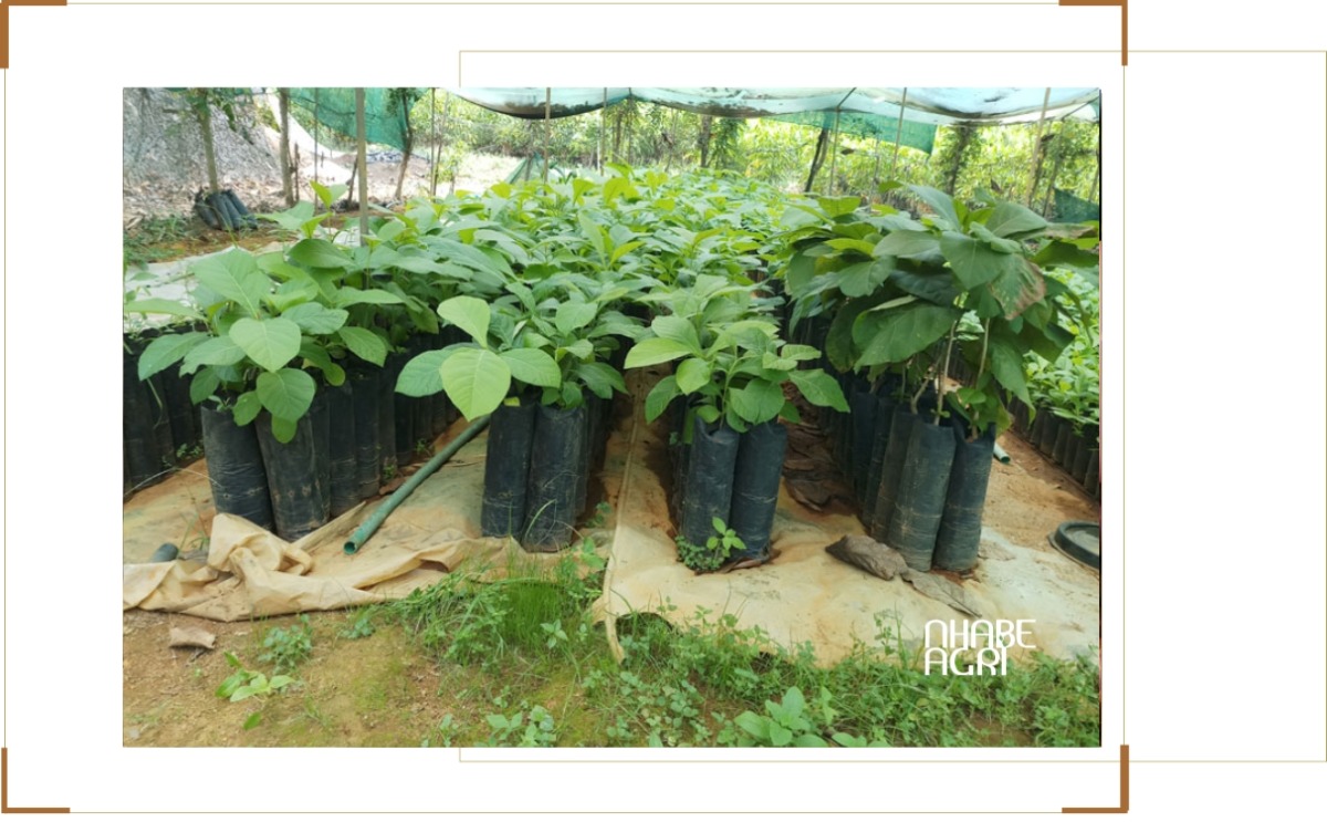 tin kỹ thuật trồng hồ tiêu