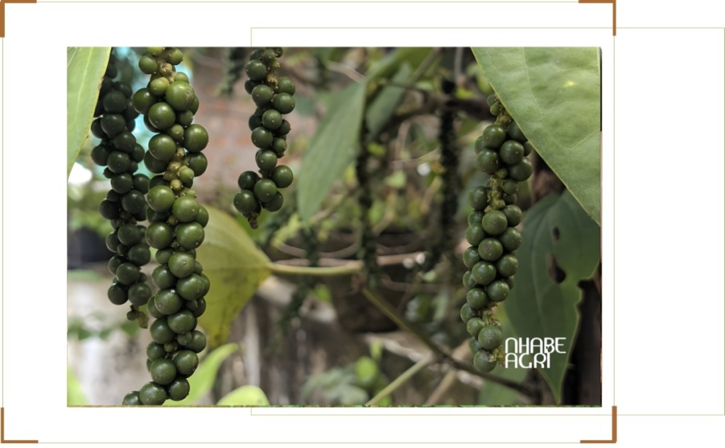 kỹ thuật trồng hồ tiêu hiệu quả