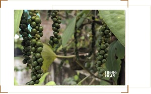 kỹ thuật trồng hồ tiêu hiệu quả