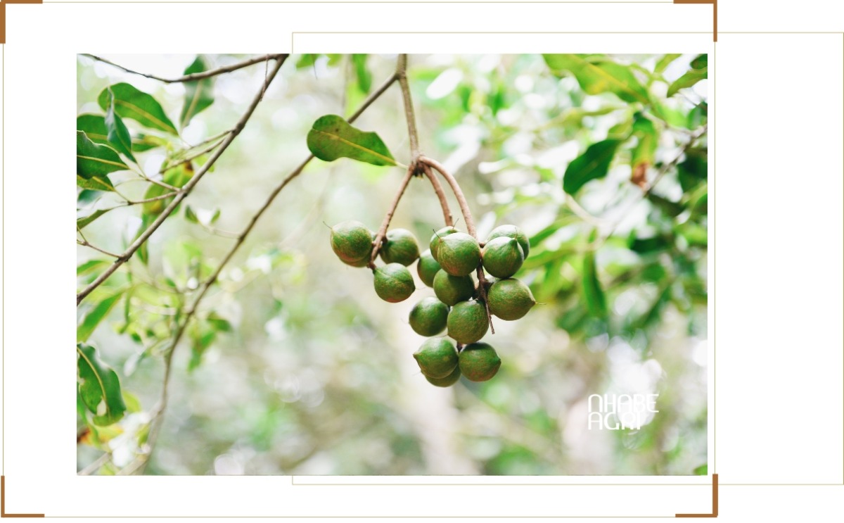 chi phí đầu tư trồng mắc ca