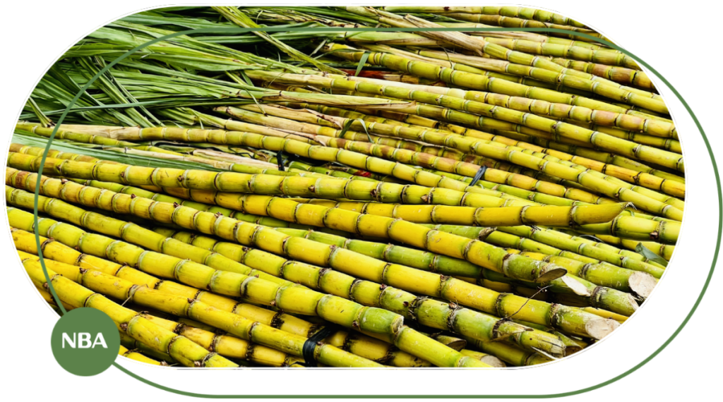 giá giống mía vàng hiện này 2026