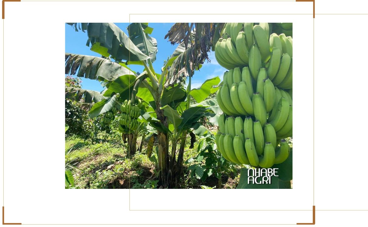 Chuối Già Nam Mỹ Là Gì? Đặc Điểm, Giá Bán Và Kỹ Thuật Trồng Chuối Già Nam Mỹ Cho Năng Suất Cao 1 Cây chuối già Nam Mỹ