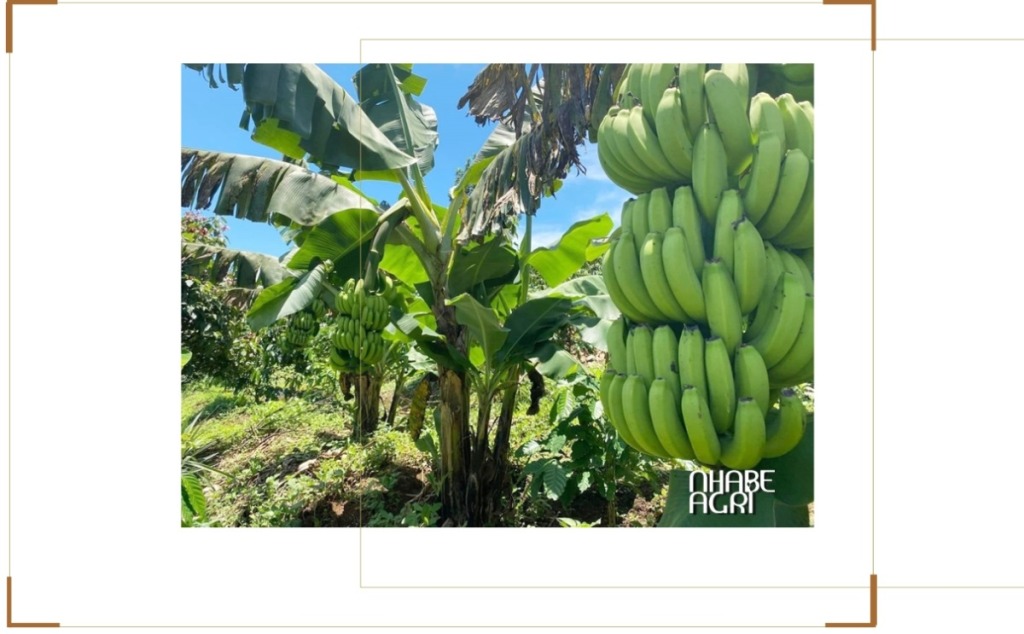 Chuối Laba Là Gì? Đặc Điểm, Giá Trị Dinh Dưỡng, Giá Bán Và Cách Trồng Chuối Laba