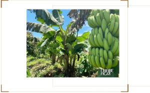 Chuối Laba Là Gì? Đặc Điểm, Giá Trị Dinh Dưỡng, Giá Bán Và Cách Trồng Chuối Laba