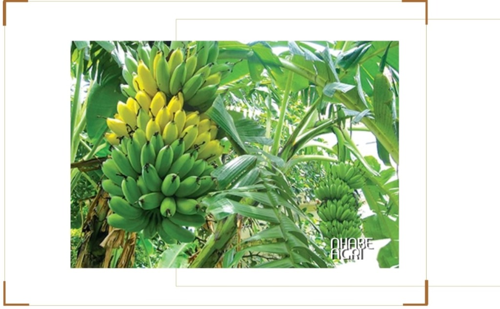 Cây chuối sứ