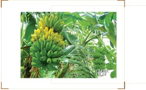 Cây chuối sứ