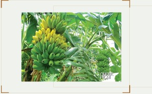 Cây chuối sứ