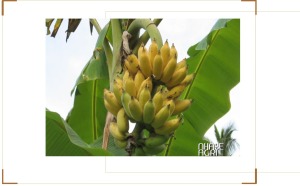 Chuối sứ chín