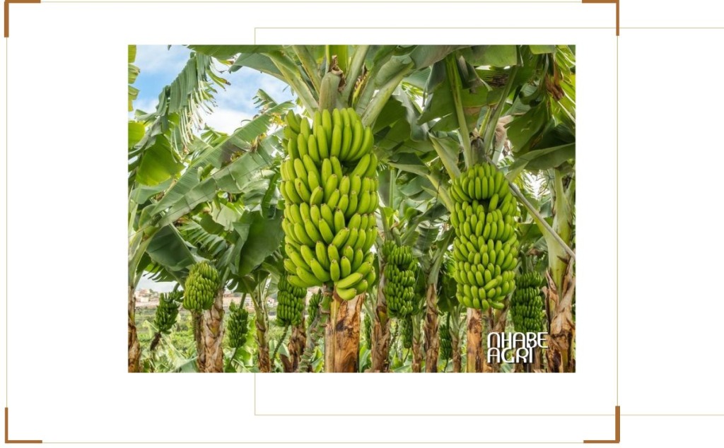 Cây chuối tiêu hồng