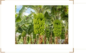 Chuối Tiêu Hồng Là Gì? Đặc Điểm, Giá Trị Dinh Dưỡng, Giá Bán Và Cách Trồng Chuối Tiêu Hồng 1 Cây chuối tiêu hồng