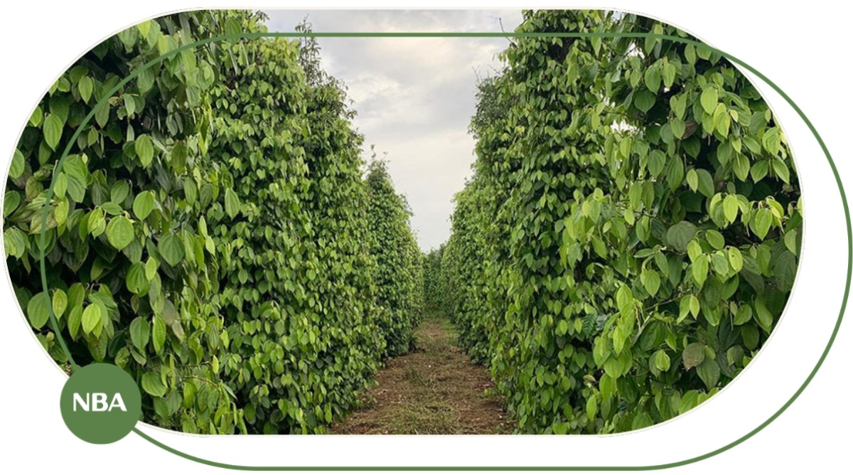 Cẩm Nang Cây Hồ Tiêu – Đặc Điểm, Kỹ Thuật Trồng Và Giá Trị Kinh Tế