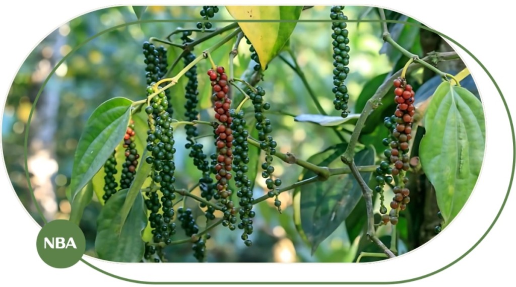 Cẩm Nang Cây Hồ Tiêu – Đặc Điểm, Kỹ Thuật Trồng Và Giá Trị Kinh Tế