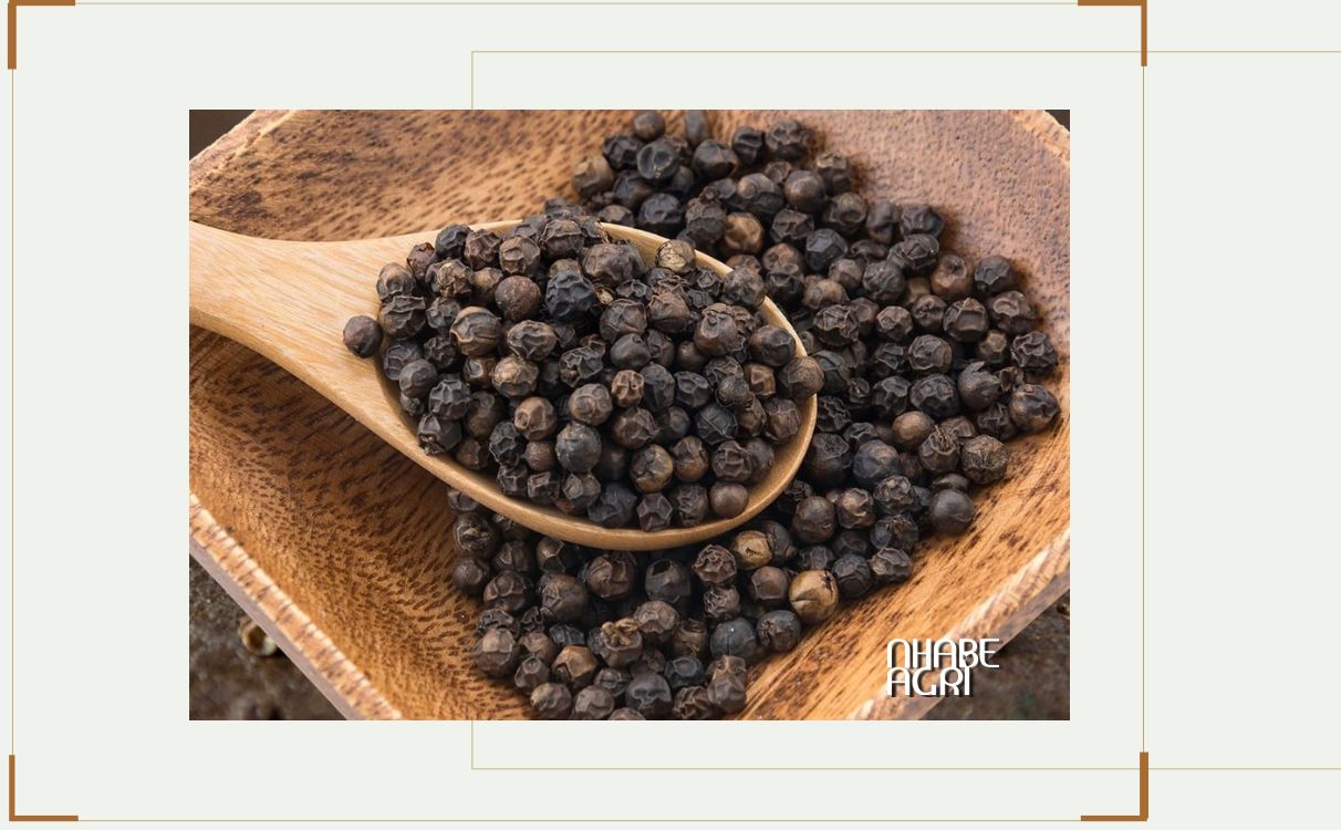 Cẩm Nang Cây Hồ Tiêu – Đặc Điểm, Kỹ Thuật Trồng Và Giá Trị Kinh Tế