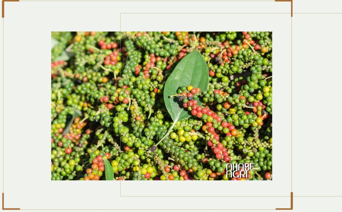 Cây hồ tiêu Cây hồ tiêu