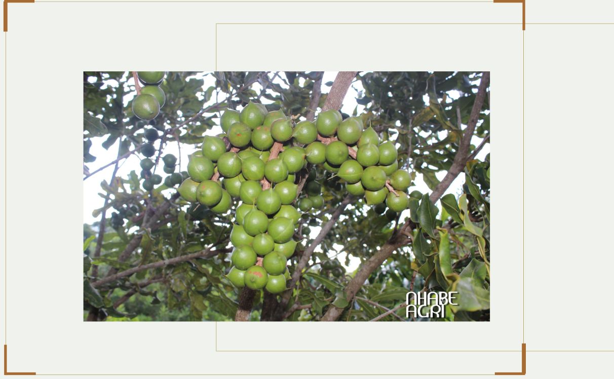 Cây mắc ca Cây mắc ca