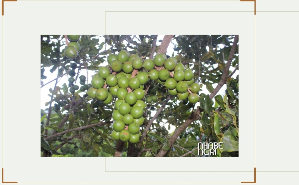 Cây Mắc Ca: Đặc Điểm Sinh Trưởng, Kỹ Thuật Trồng Và Tiềm Năng Kinh Tế Hiện Nay