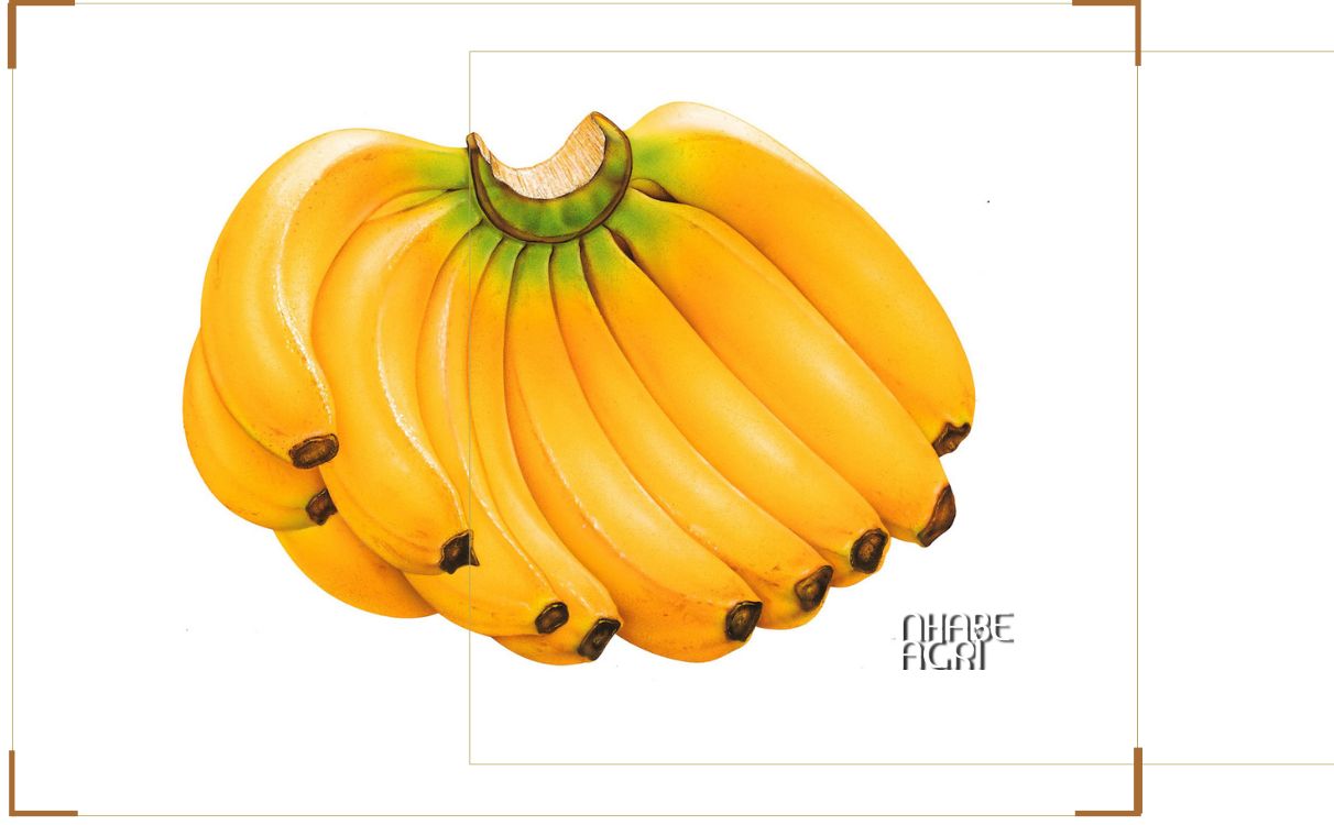 Chuối già Nam Mỹ chín