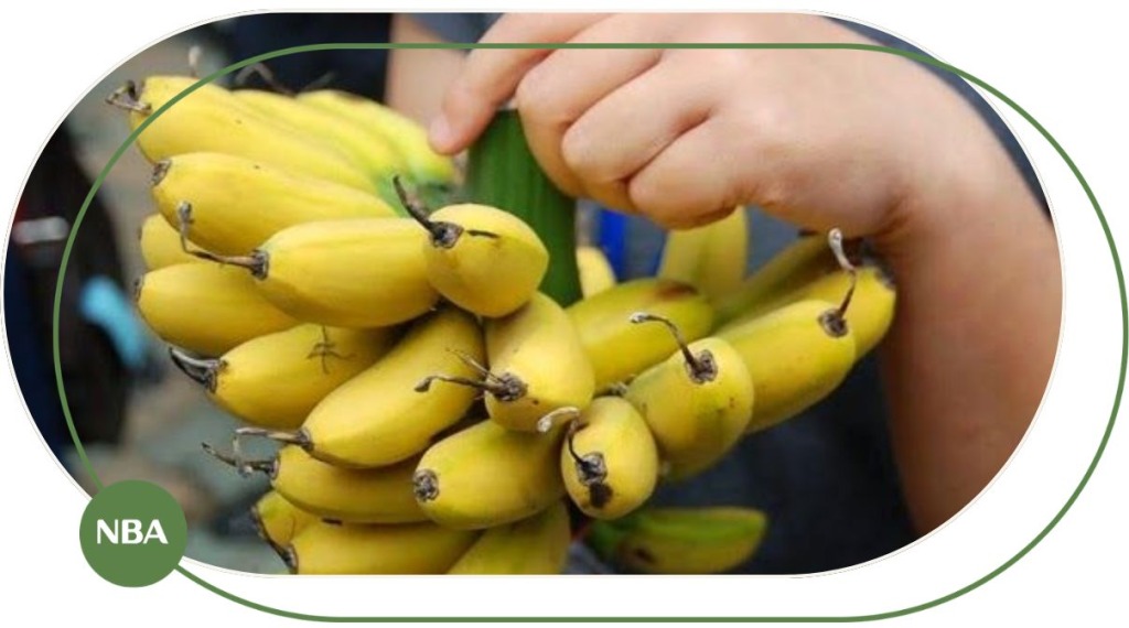 Chuối Ngự Là Gì? Đặc Điểm, Giá Trị Dinh Dưỡng, Giá Bán Và Cách Trồng Chuối Ngự