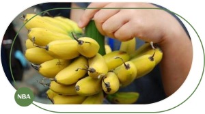 Chuối Ngự Là Gì? Đặc Điểm, Giá Trị Dinh Dưỡng, Giá Bán Và Cách Trồng Chuối Ngự