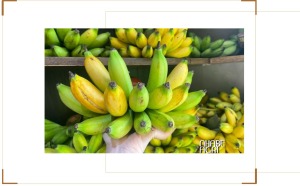 Chuối Cau Là Gì? Đặc Điểm, Giá Trị Dinh Dưỡng, Giá Bán Và Cách Trồng Chuối Cau 1 Chuối cau chín