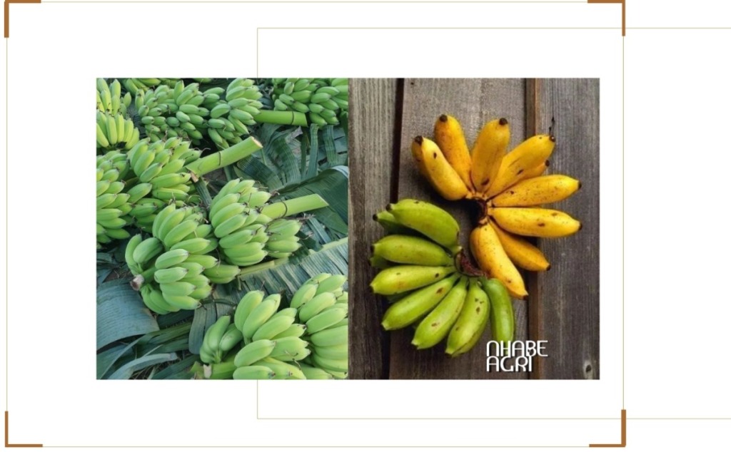 Chuối Tây Là Gì? Đặc Điểm, Giá Trị Dinh Dưỡng, Giá Bán Và Cách Trồng Chuối Tây Hiệu Quả