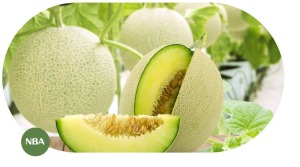 Giá trị kinh tế của cây dưa lưới