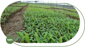 Giống chuối tiêu hồng