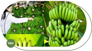 Chuối Laba Là Gì? Đặc Điểm, Giá Trị Dinh Dưỡng, Giá Bán Và Cách Trồng Chuối Laba 3 Hiệu quả kinh tế từ chuối laba