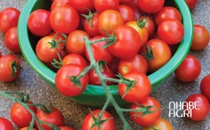 cách trồng cà chua bi