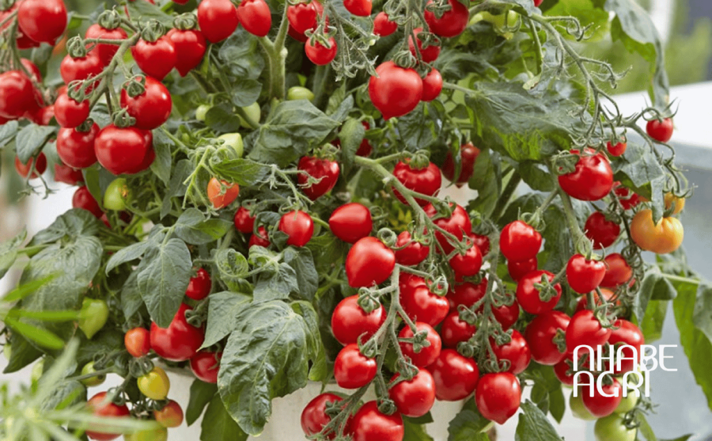 Tưới nước cho cây bí đỏ - bạn đã tưới đúng cách chưa? 8 cà chua bi lùn