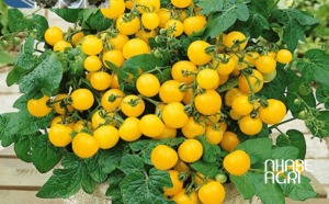 giống cà chua bi vàng