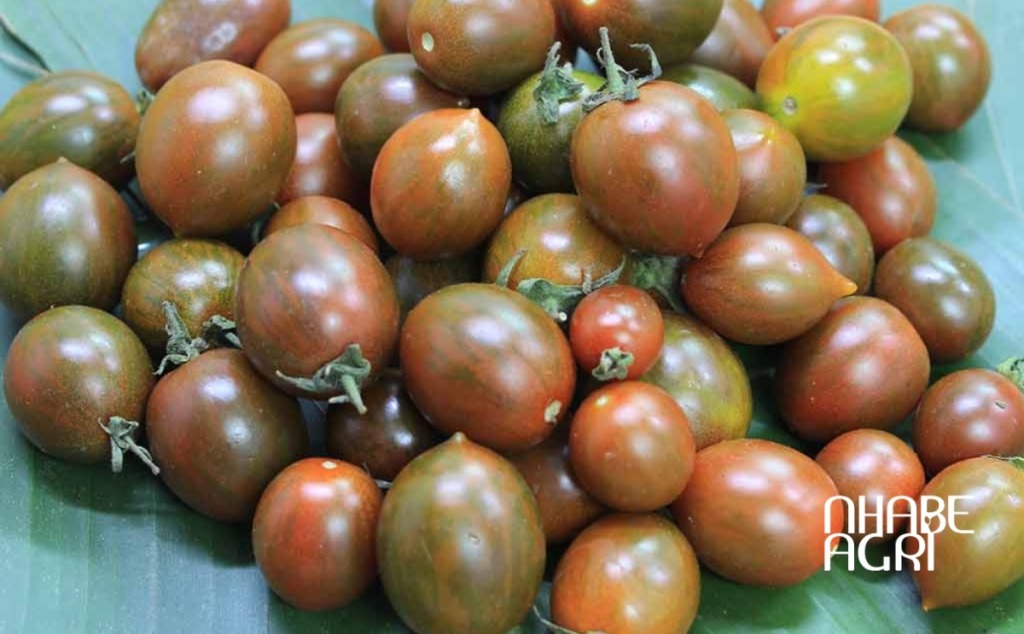 Tưới nước cho cây bí đỏ - bạn đã tưới đúng cách chưa? 5 hạt giống cà chua bi socola