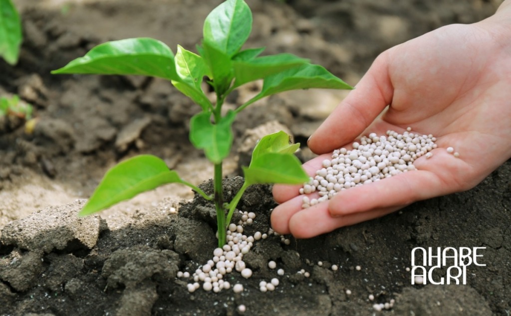 Tưới nước cho cây bí đỏ - bạn đã tưới đúng cách chưa? 3 phân bón cho cây ăn trái 2026